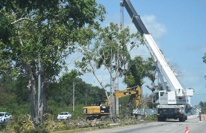 El Gobierno federal reubicó miles de árboles debido a los trabajos del Tren Maya. Foto: Elizabeth Ruiz, Cuartoscuro.